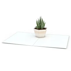 Lovepop Notecards|Just Because|Succulent Notecards (Assorted 4-Pack)